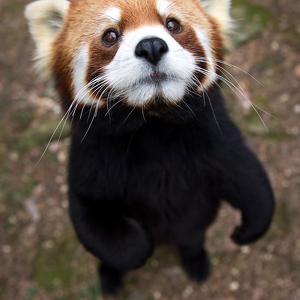 Fundraising Page: Ellie White